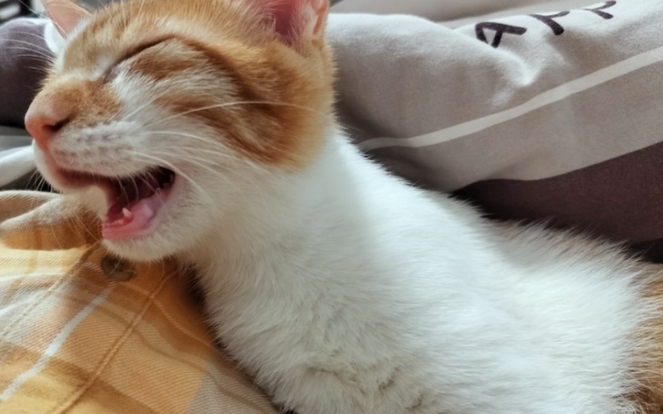 臭猫怎么打呼声跟人类中年大叔一样