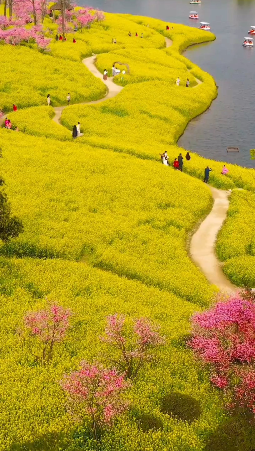 [图]【重庆】春天里的油菜花