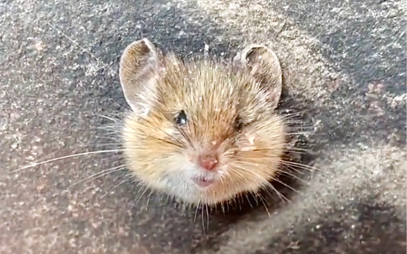 老鼠:"再见了,世界"