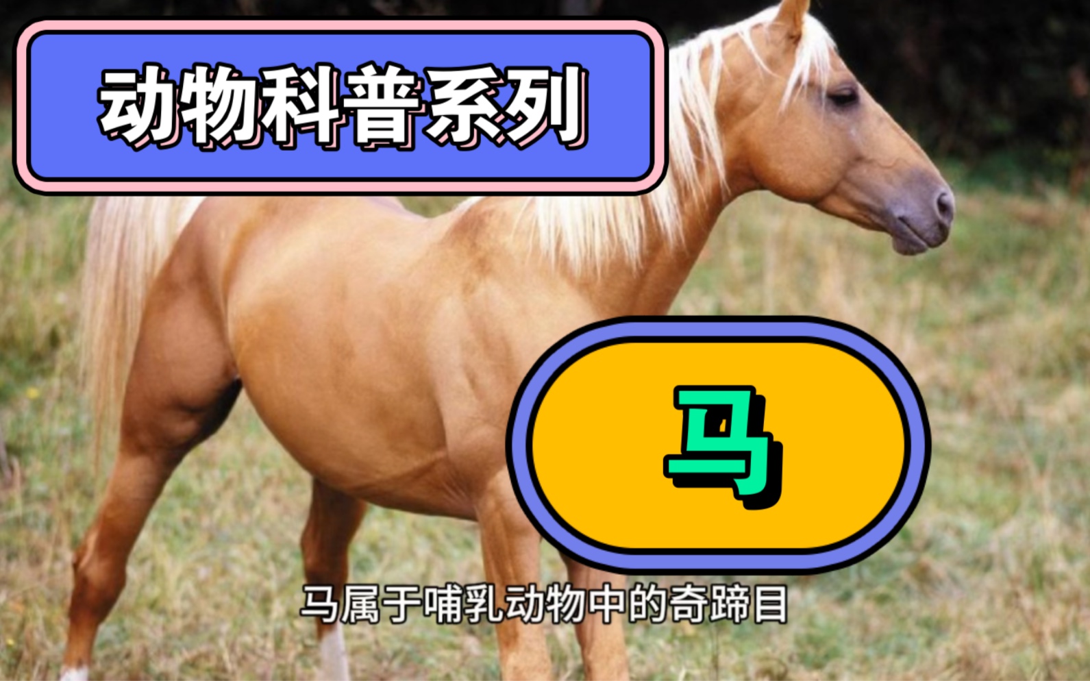 动物科普系列:马哔哩哔哩bilibili