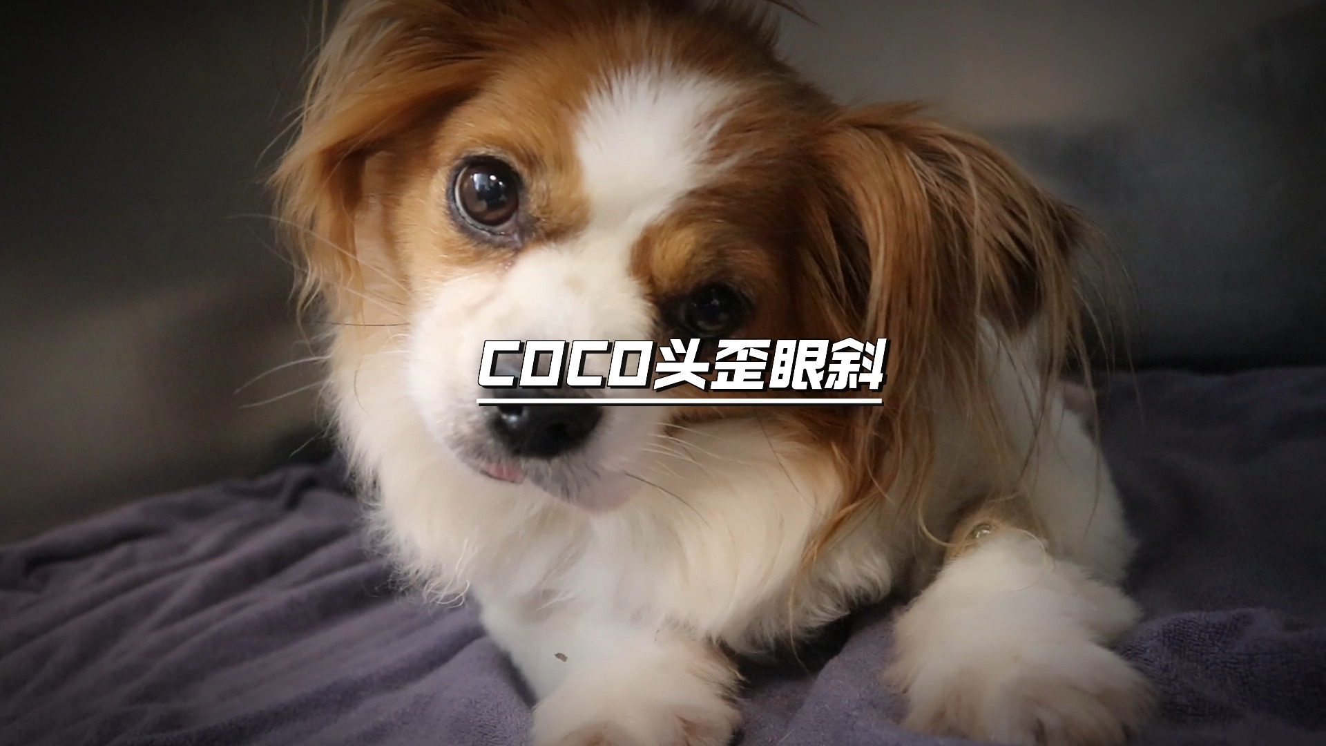 COCO头歪眼斜哔哩哔哩bilibili