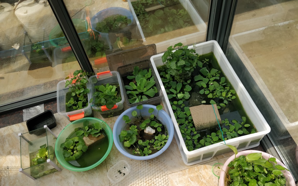 阳台养龟绿水养龟