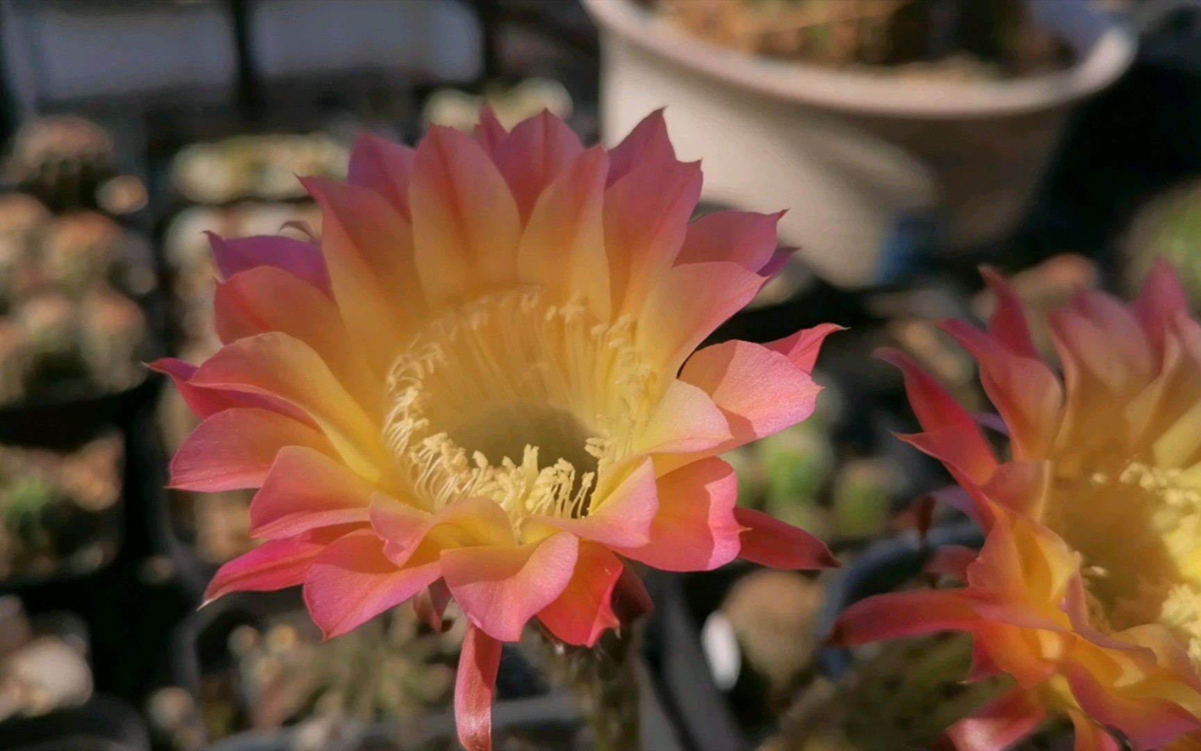 花友分享的一款席克氏杂交彩草好看