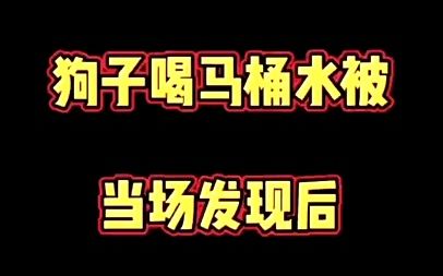 不愧是二哈,血统太纯正了,哈哈奥斯卡是个高富帅哈士奇哔哩哔哩bilibili