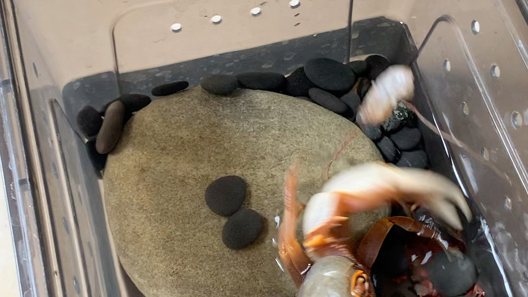 南海溪蟹果绿变异追食