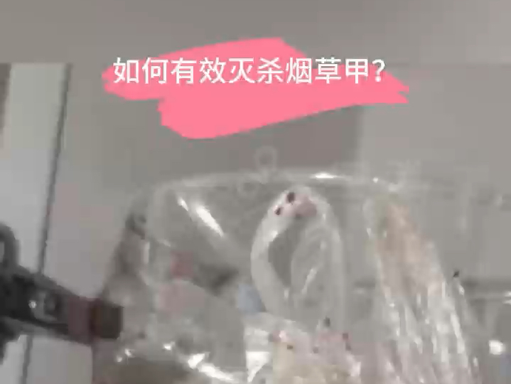 如何有效灭杀烟草甲?