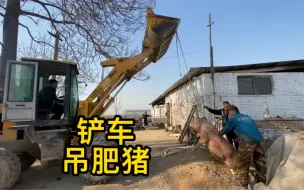 Скачать видео: 元旦了用铲车把肥猪吊出猪圈，养了一年也到了它奉献的时候