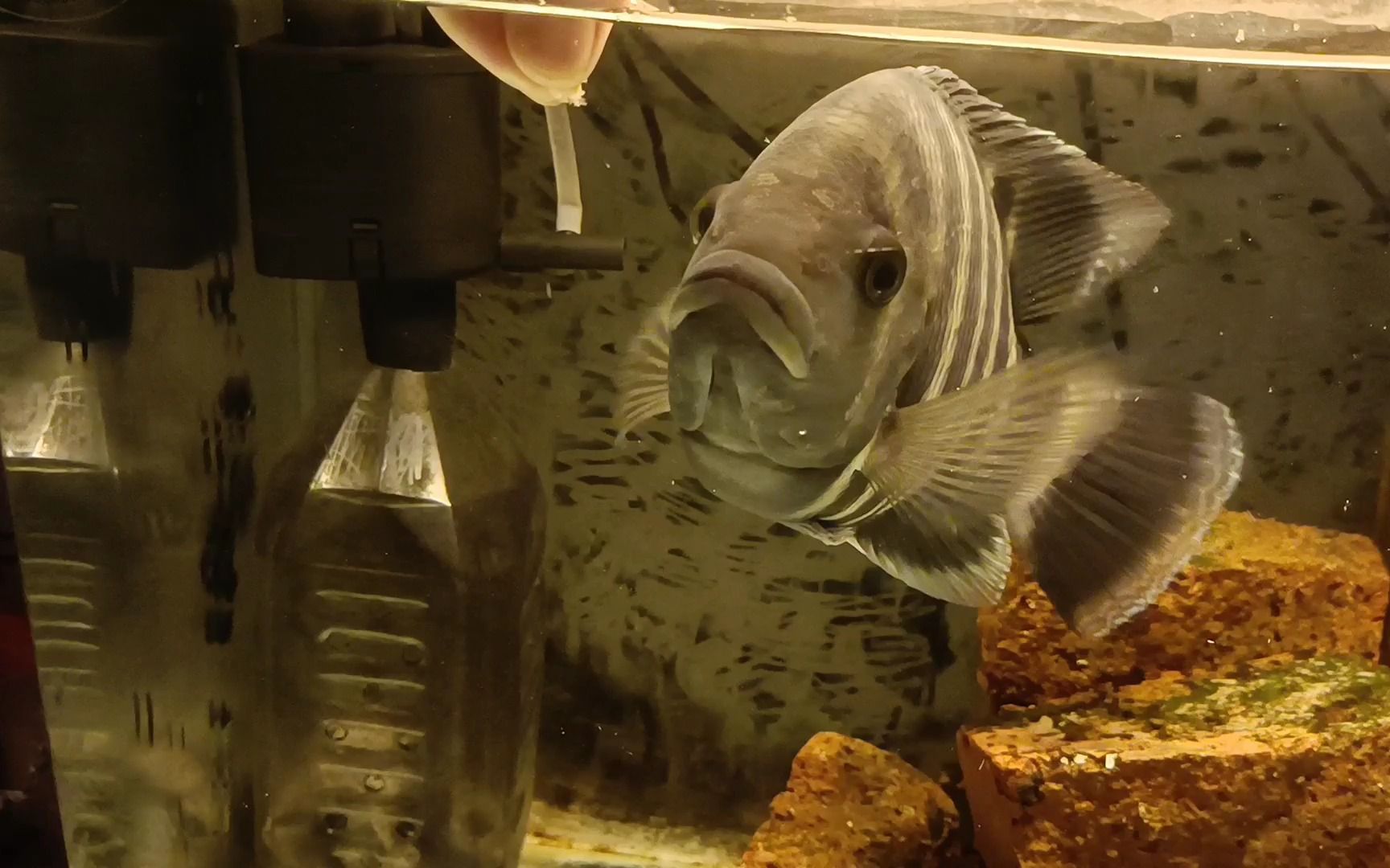 十间鱼,虾米搣碎喂佢食