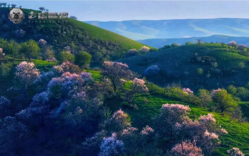 [图]时·花 | 等一朵花开，品一壶清酒