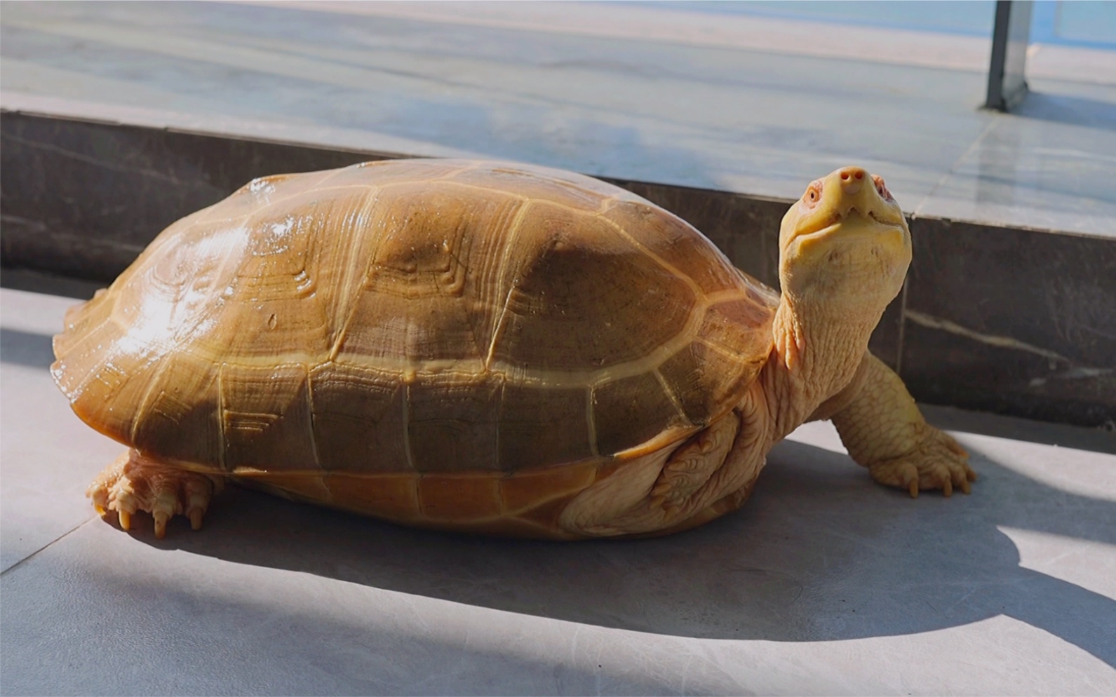 【白化庙龟】和庙龟在私人泳池游泳