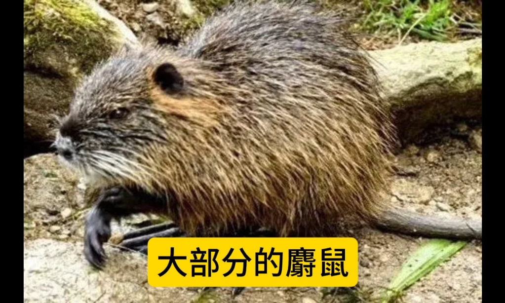 麝鼠的经济价值高,养殖市场前景广阔