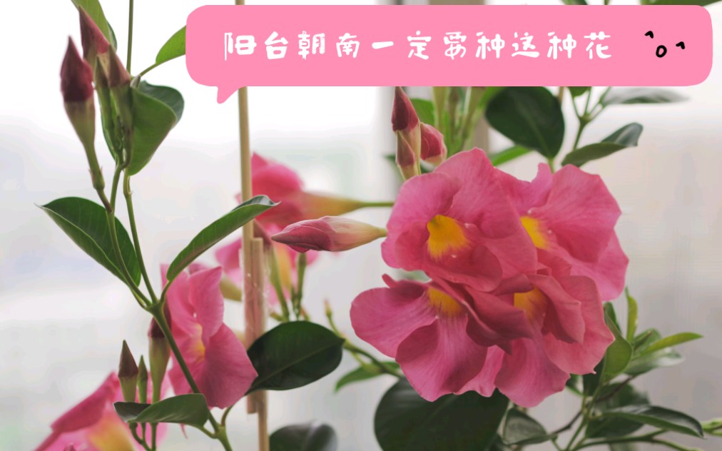 阳台朝南一定要种这种花哔哩哔哩bilibili