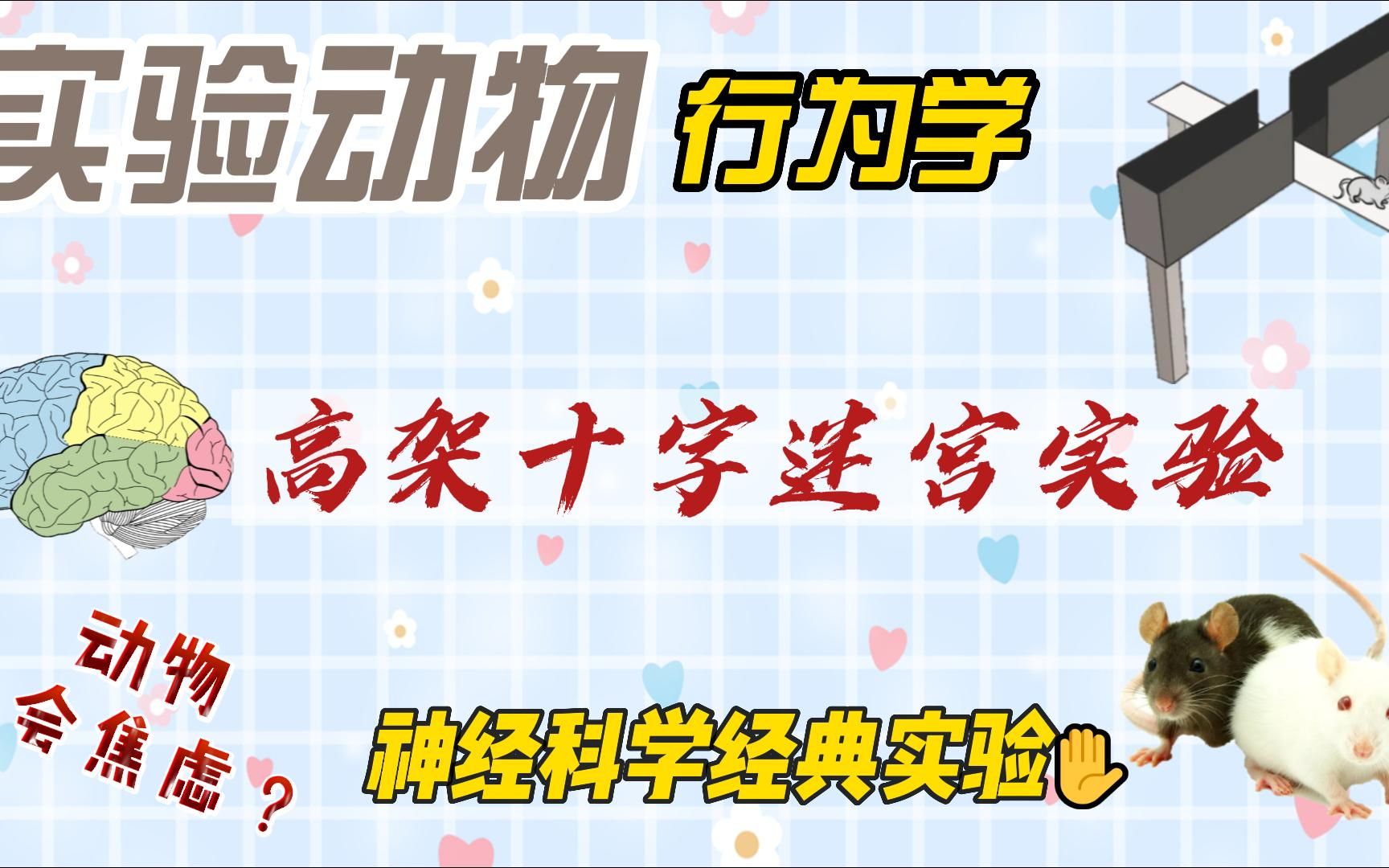 动物焦虑行为学实验高架十字迷宫实验哔哩哔哩bilibili