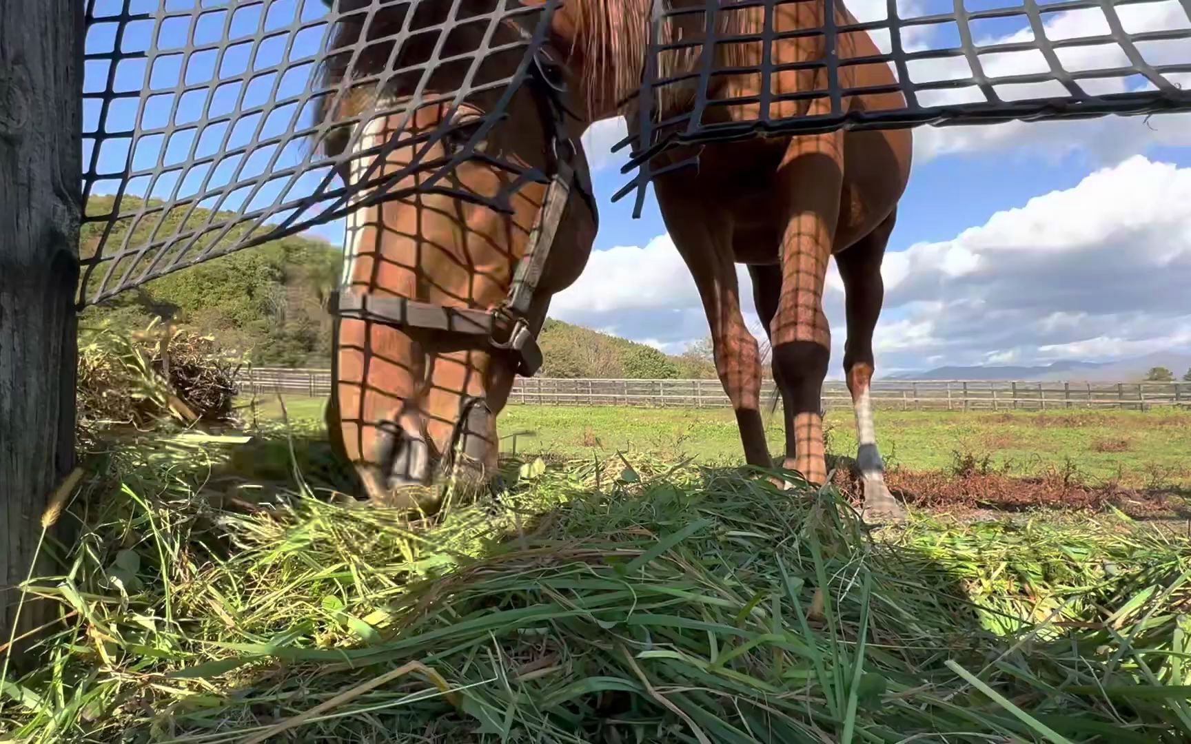 【赛马】草上飞儿子的"吃播奇景",樱花奇景「サクラメガワンダー」
