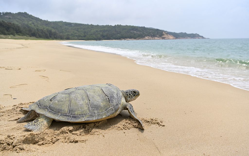 大海你好,我来啦!广东惠东放归43只人工繁育野化海龟