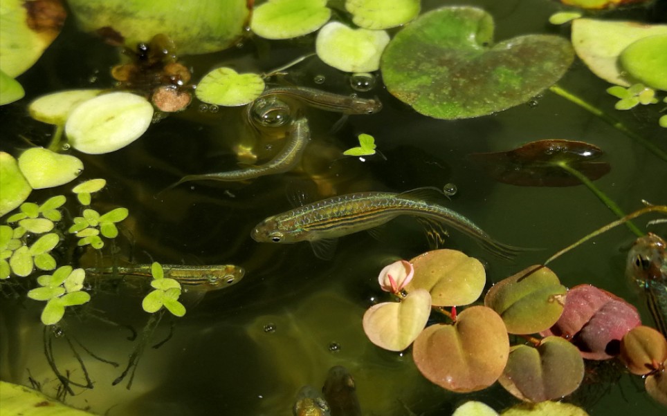 【原生鱼】浮萍箱换水喂鱼(蓝斑马,鳑鮍,麦穗,国斗)