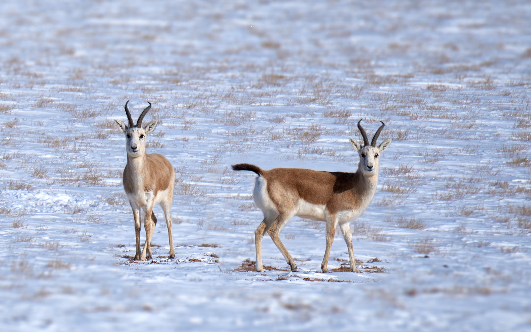 原来这就是鹅喉羚,白肚肚黑尾巴,长的眉清目秀