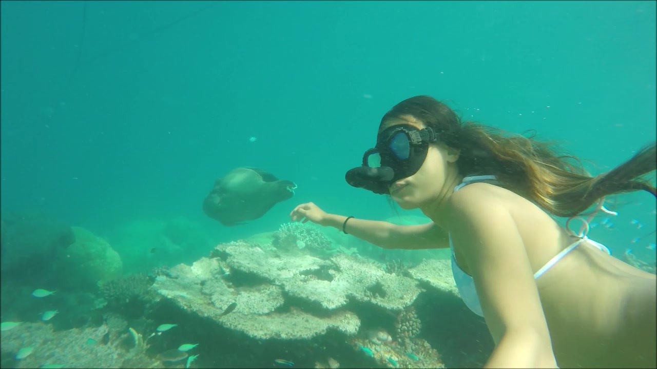 美人鱼海底憋气自由潜水遇见苏眉鱼来讨拍 Freediving with giant wrasse哔哩哔哩bilibili