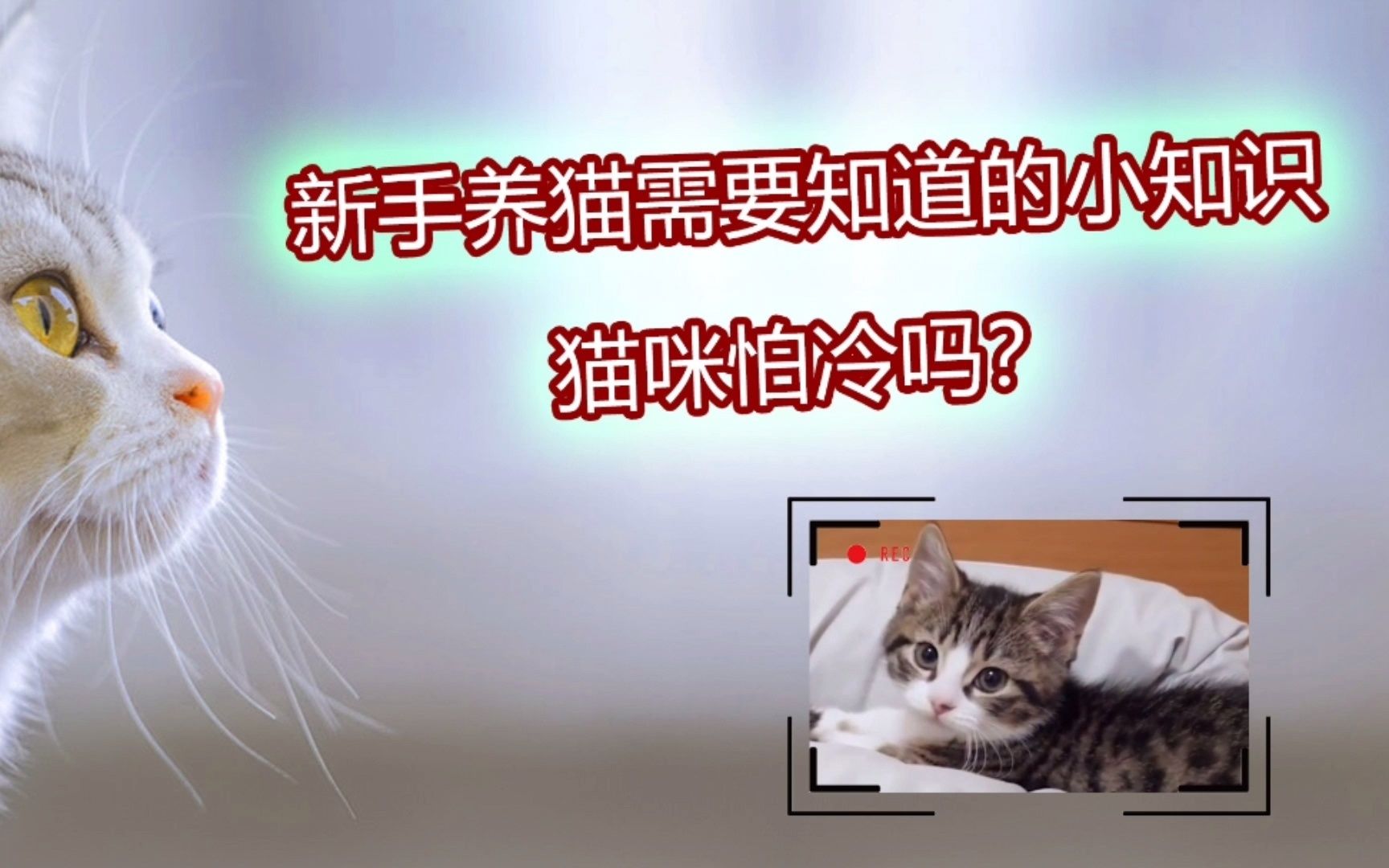 新手养猫需要知道的小知识,猫咪怕冷吗?哔哩哔哩bilibili