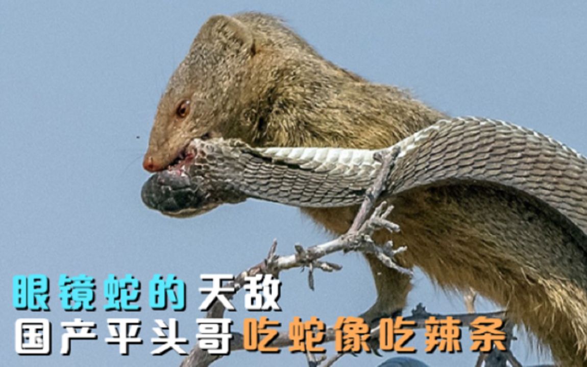 眼镜蛇的天敌,国产"平头哥"把毒蛇当辣条吃,看它是如何抓蛇的_哔哩