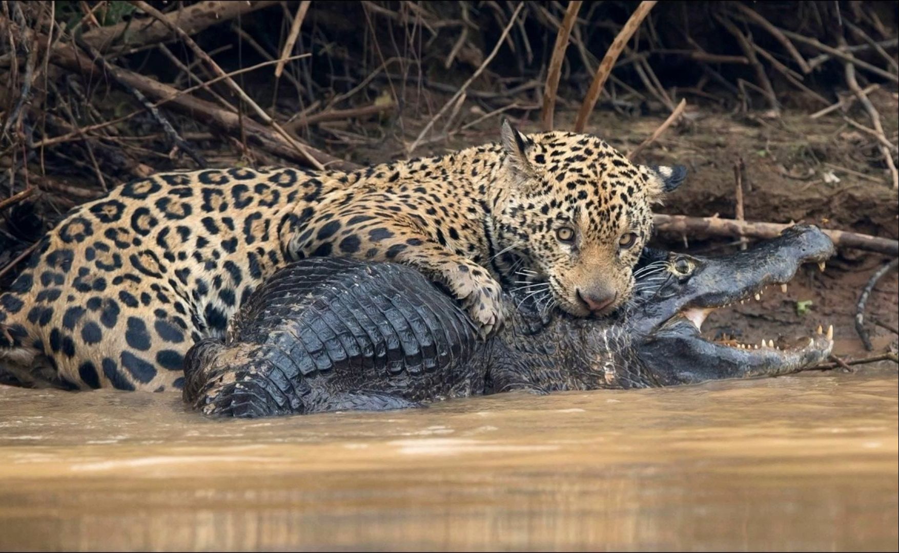 花豹vs鳄鱼 欢喜冤家谁赢了谁就饱餐一顿