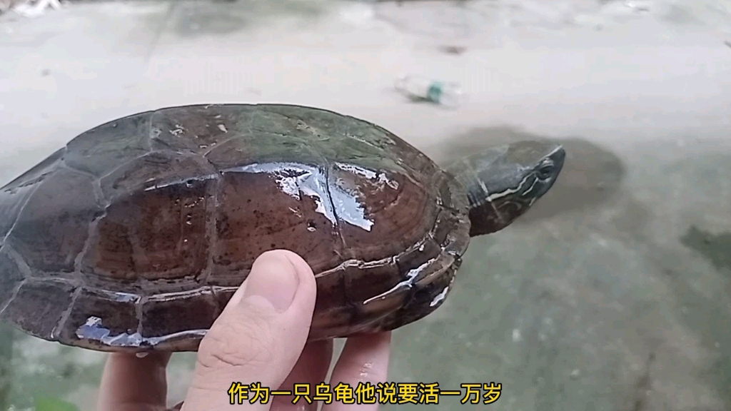 地摊杂交龟的美感(花草杂交龟与中华草龟的杂交后代)