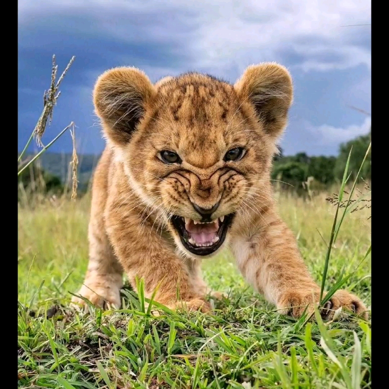 野生小狮咋_哔哩哔哩_bilibili