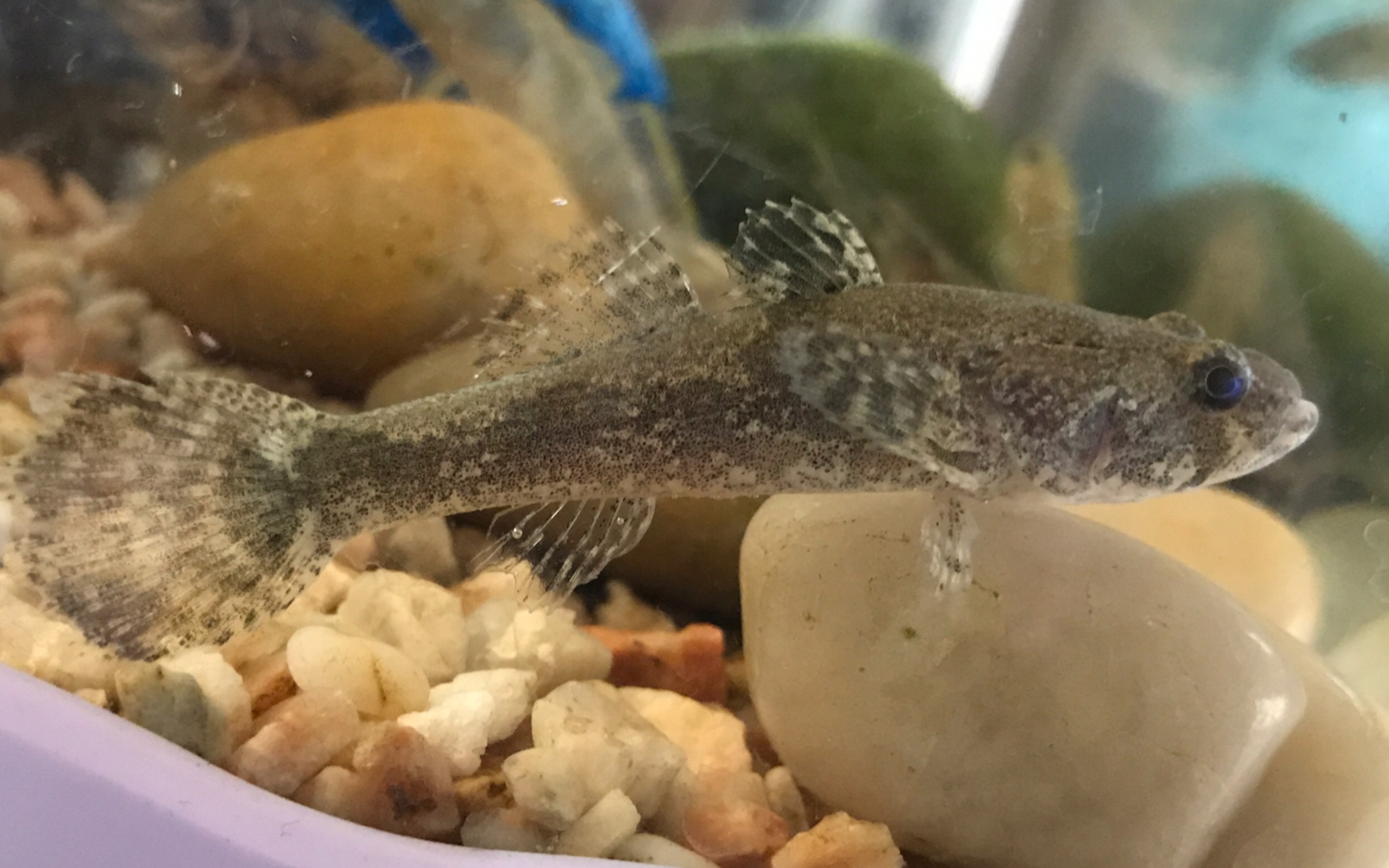 【新鱼】新鱼入缸