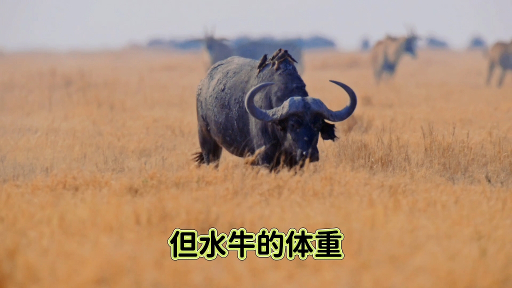 狮子和水牛之间的生死战