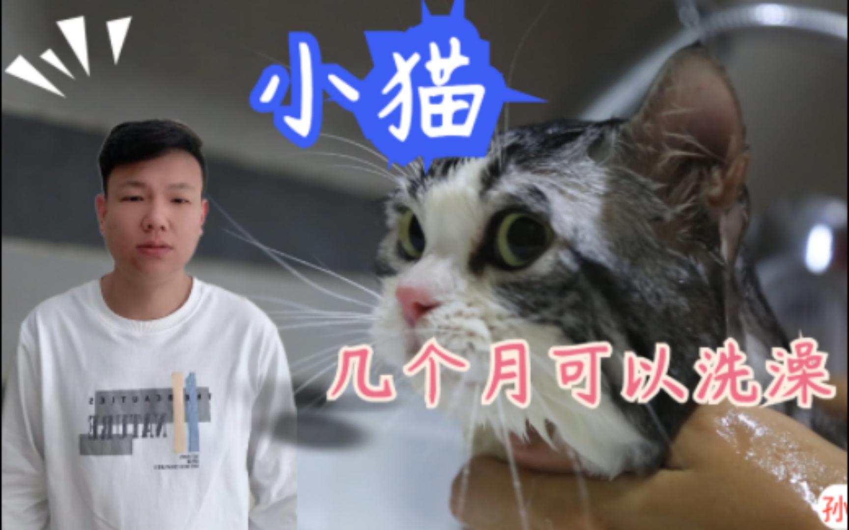 小猫几个月大可以洗澡?哔哩哔哩bilibili