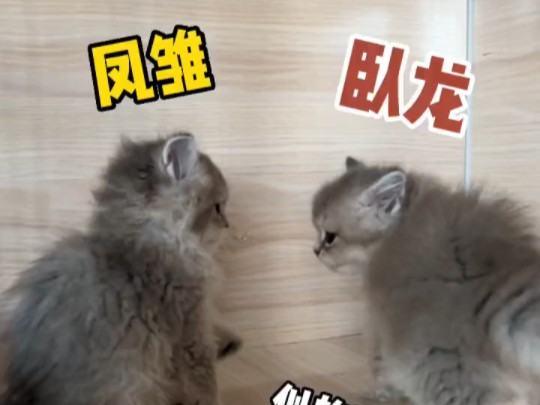 二炮和小猪组成了卧龙凤雏组合