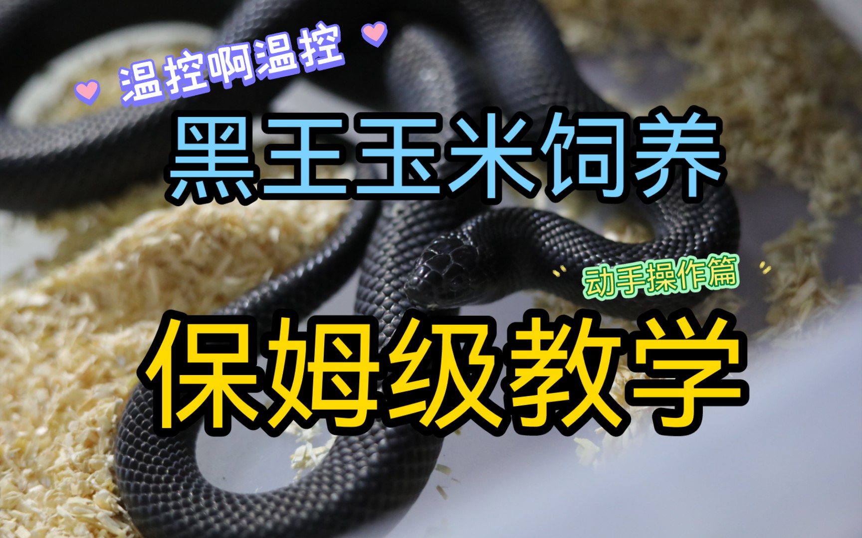 【宠物蛇】黑王饲养!玉米蛇饲养!保姆级教学!动手操作篇!(温控教学!重点是温控的使用和操作呀!)哔哩哔哩bilibili