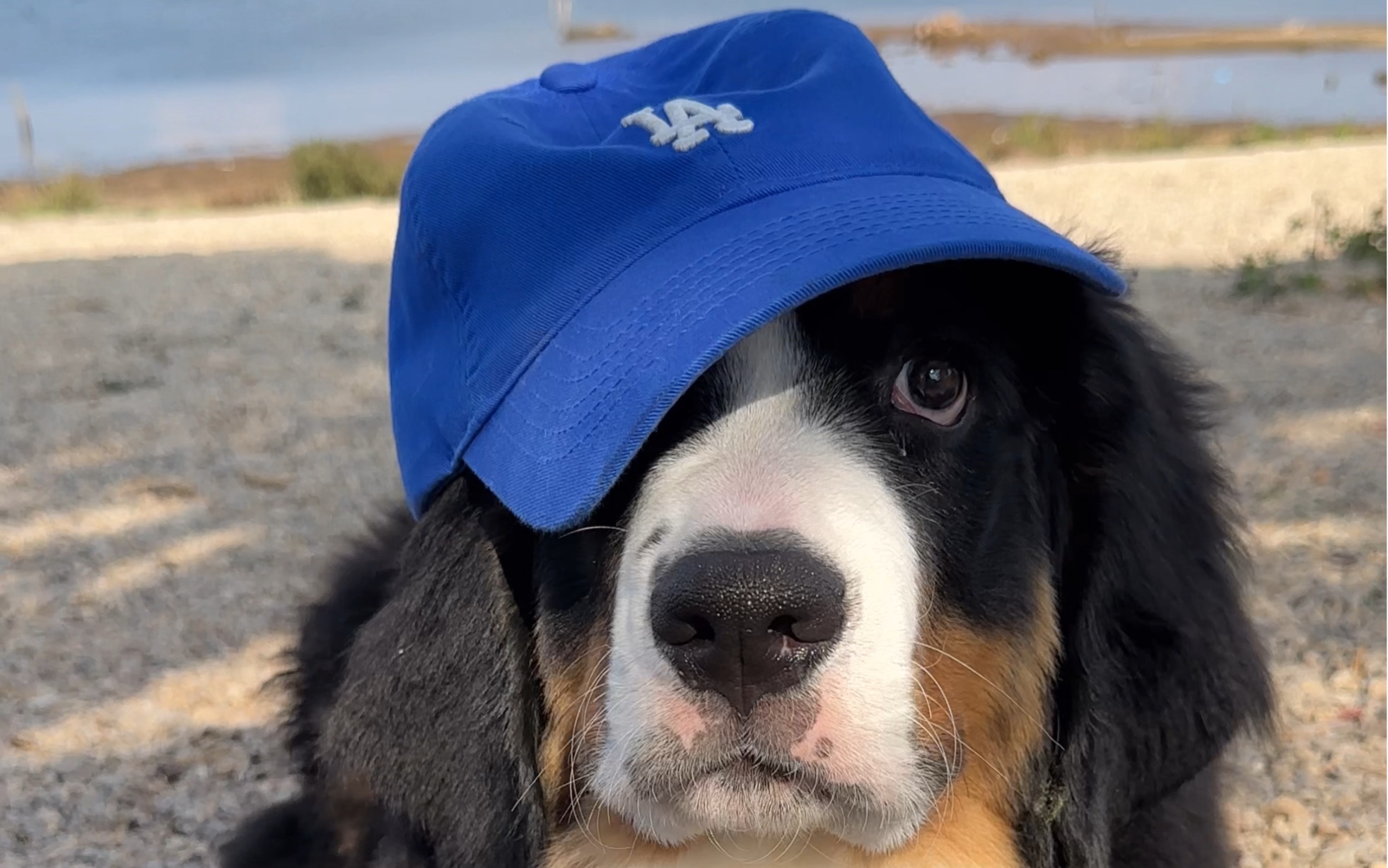 风这么大还给我戴帽子不怕把我吹飞吗!