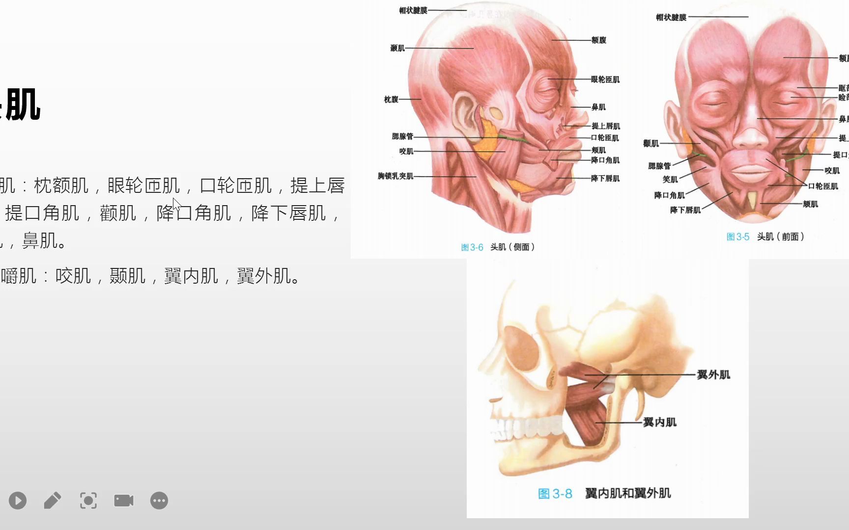 系统解剖学头颈肌之头肌和颈肌哔哩哔哩bilibili