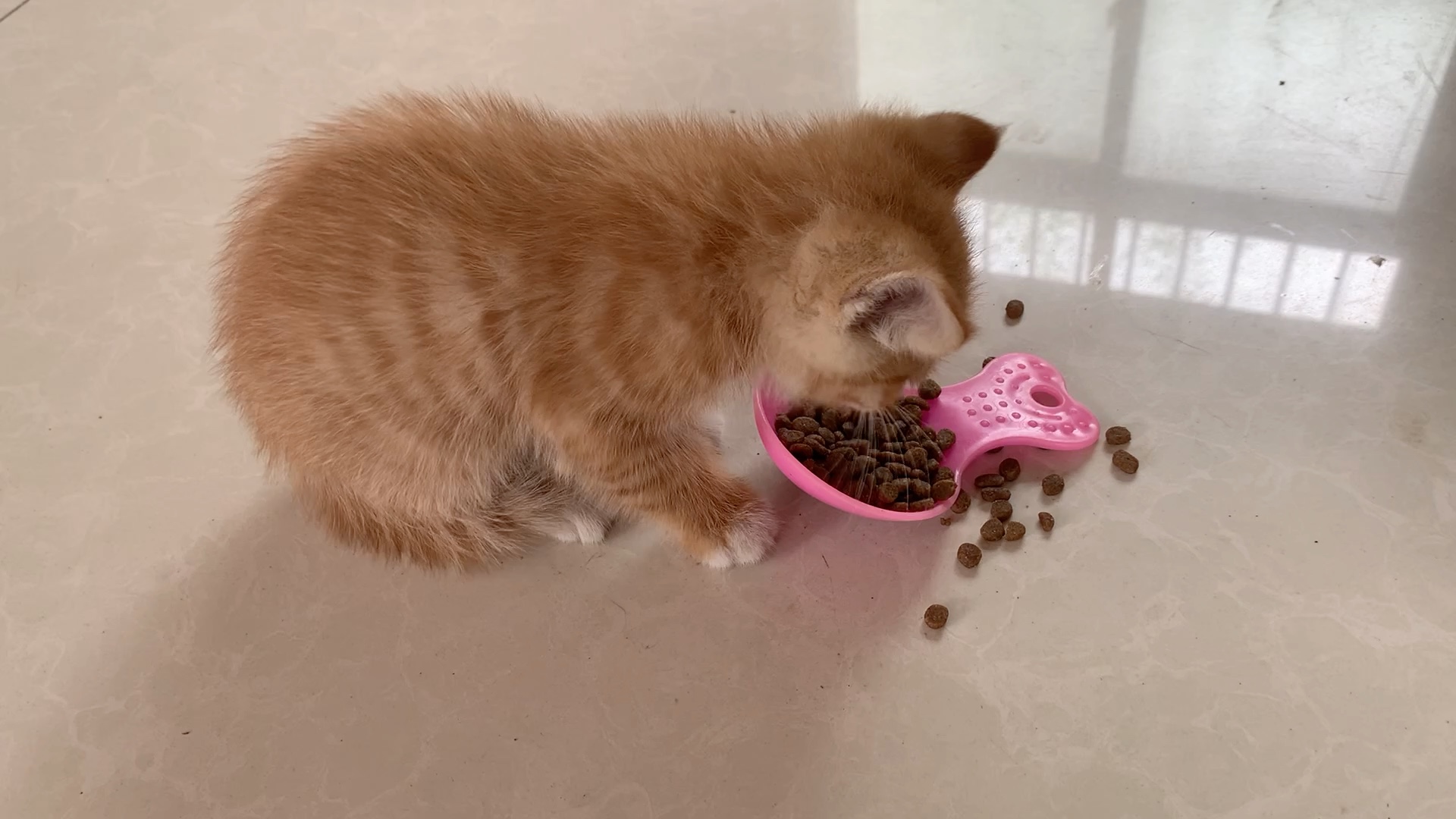 活动  记录～～一个月大小橘猫开始吃粮啦