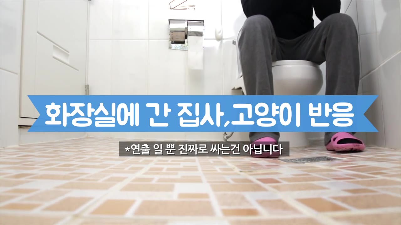 cats reaction to their owner pooping [suri&noel] ep302