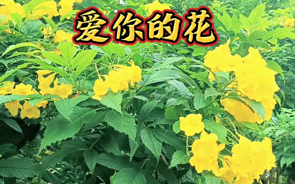 [图]爱你的花