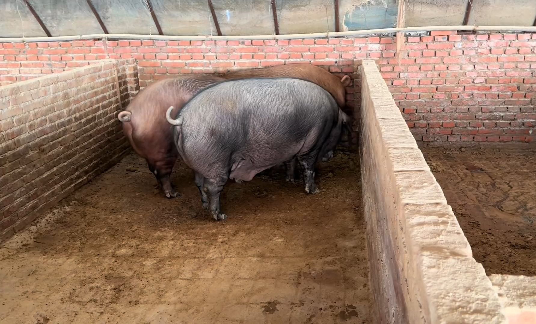 农村惊现超大黑毛猪,老孟抓三头,最大一头700来斤,猪肉嘎嘎香哔哩哔哩bilibili