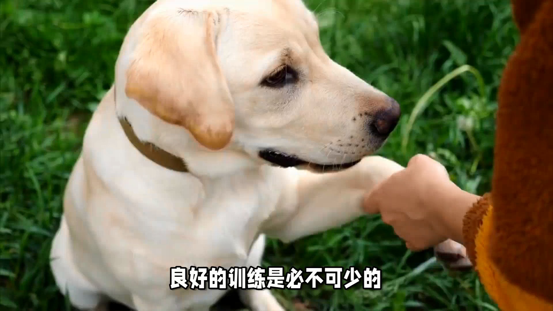 拉布拉多犬训练秘诀:轻松成为狗的超级英雄
