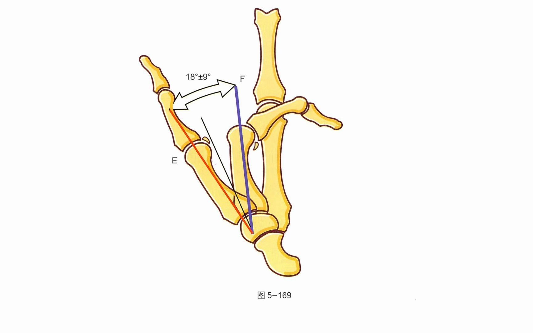 【骨关节功能解剖学】大多角骨