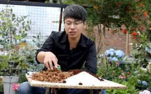 下载视频: 盆栽花卉，泥炭比椰糠效果好，但泥炭有个非常大的问题