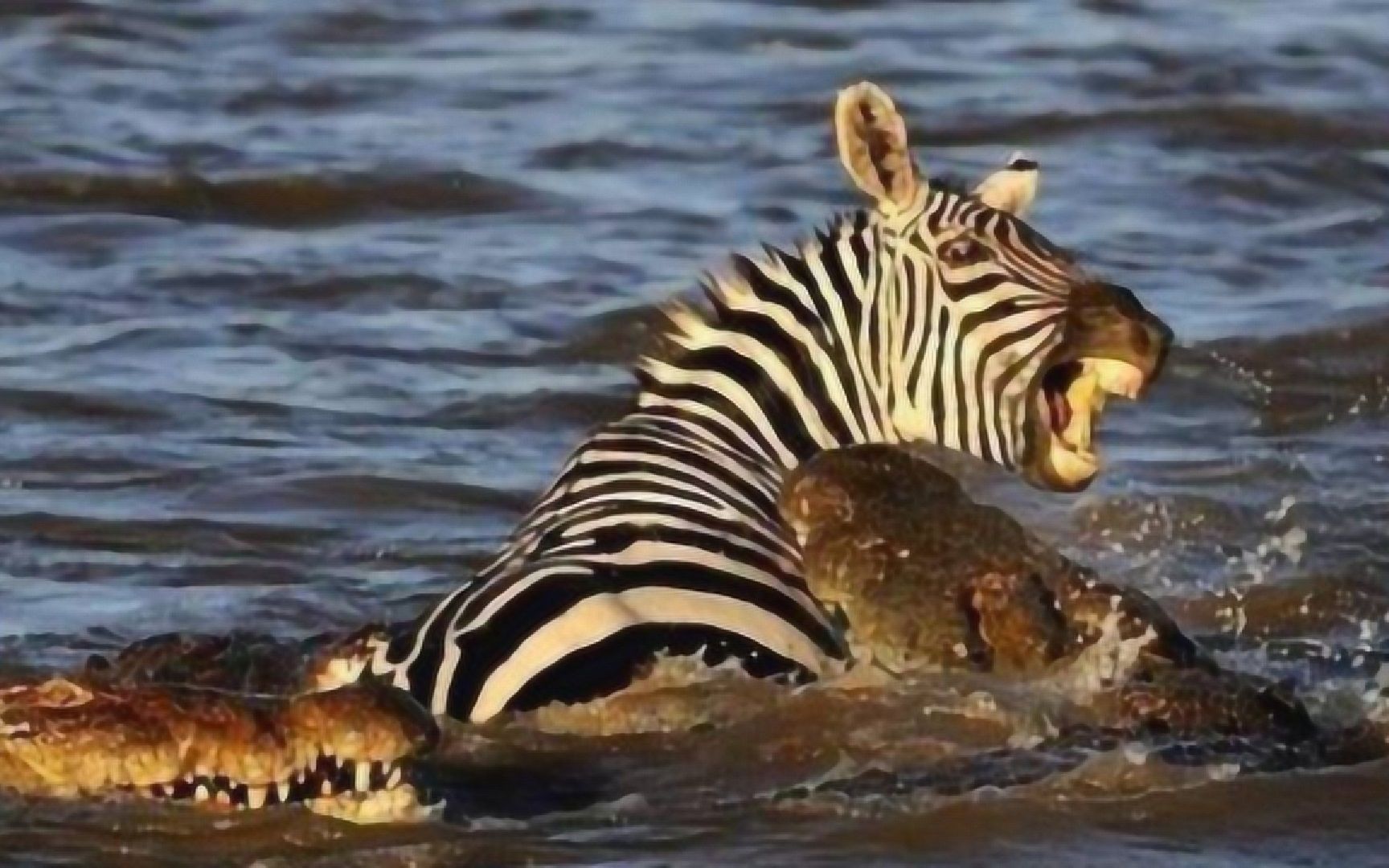 斑马的心真大,看着孩子在自己身边被鳄鱼分食,它却无动于衷