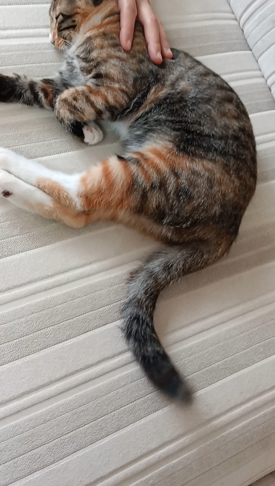 狸花猫的尾巴会说话_哔哩哔哩_bilibili