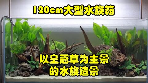 90cm中大型水族箱的魔幻风格自然式水族造景 哔哩哔哩 Bilibili