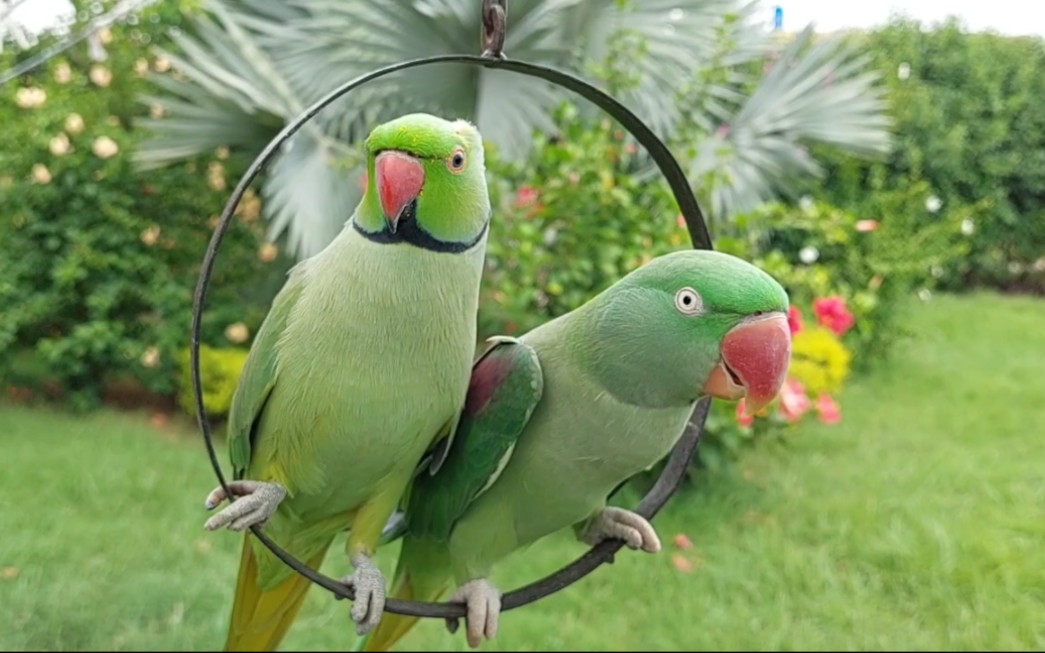 【月轮鹦鹉,亚历山大鹦鹉】shafin和alex一起荡秋千和吃美丽的花_哔哩