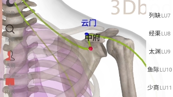 手太阴肺经及腧穴分布图示哔哩哔哩bilibili