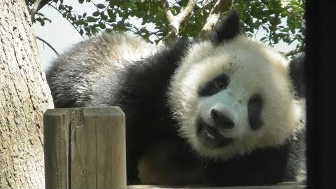 [图][大熊猫]香香～香公主要③个人迎驾才肯回宫