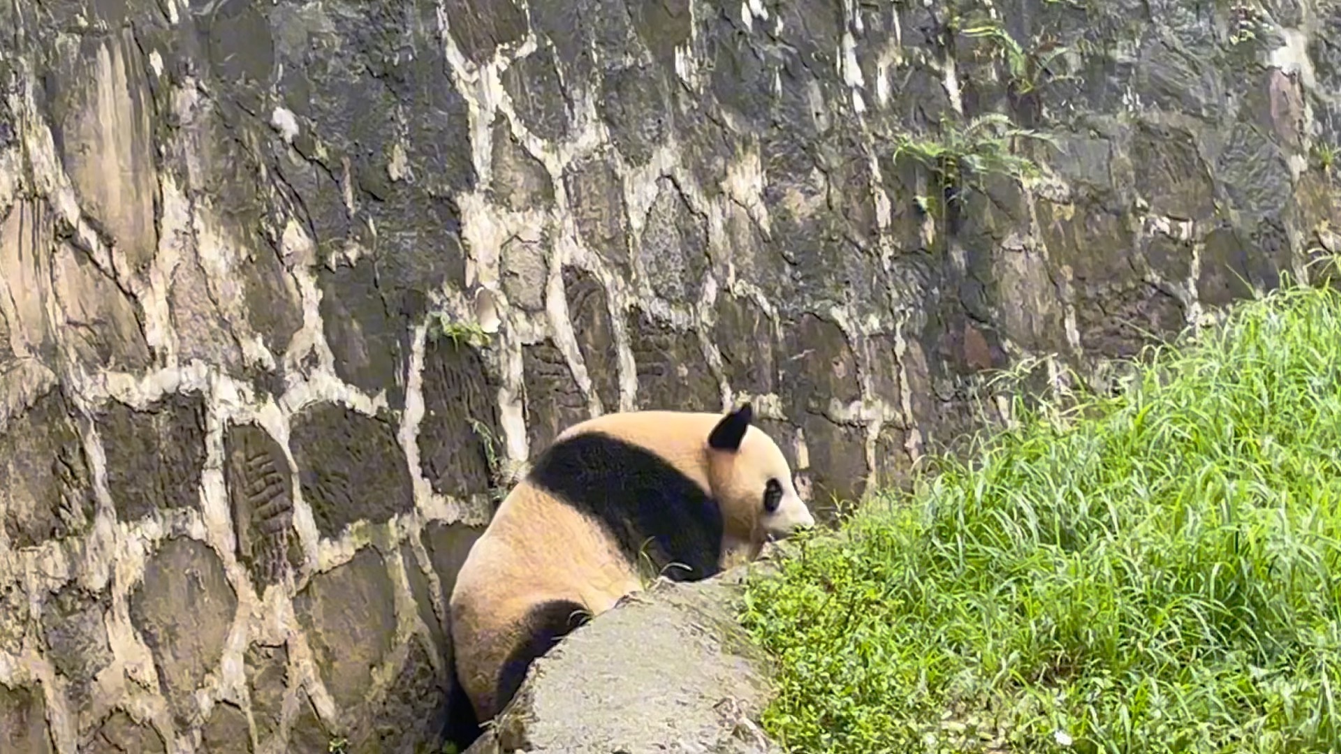豆伴巢天骄怨种姐弟的日常(认猫不厉害,不确定是对的)