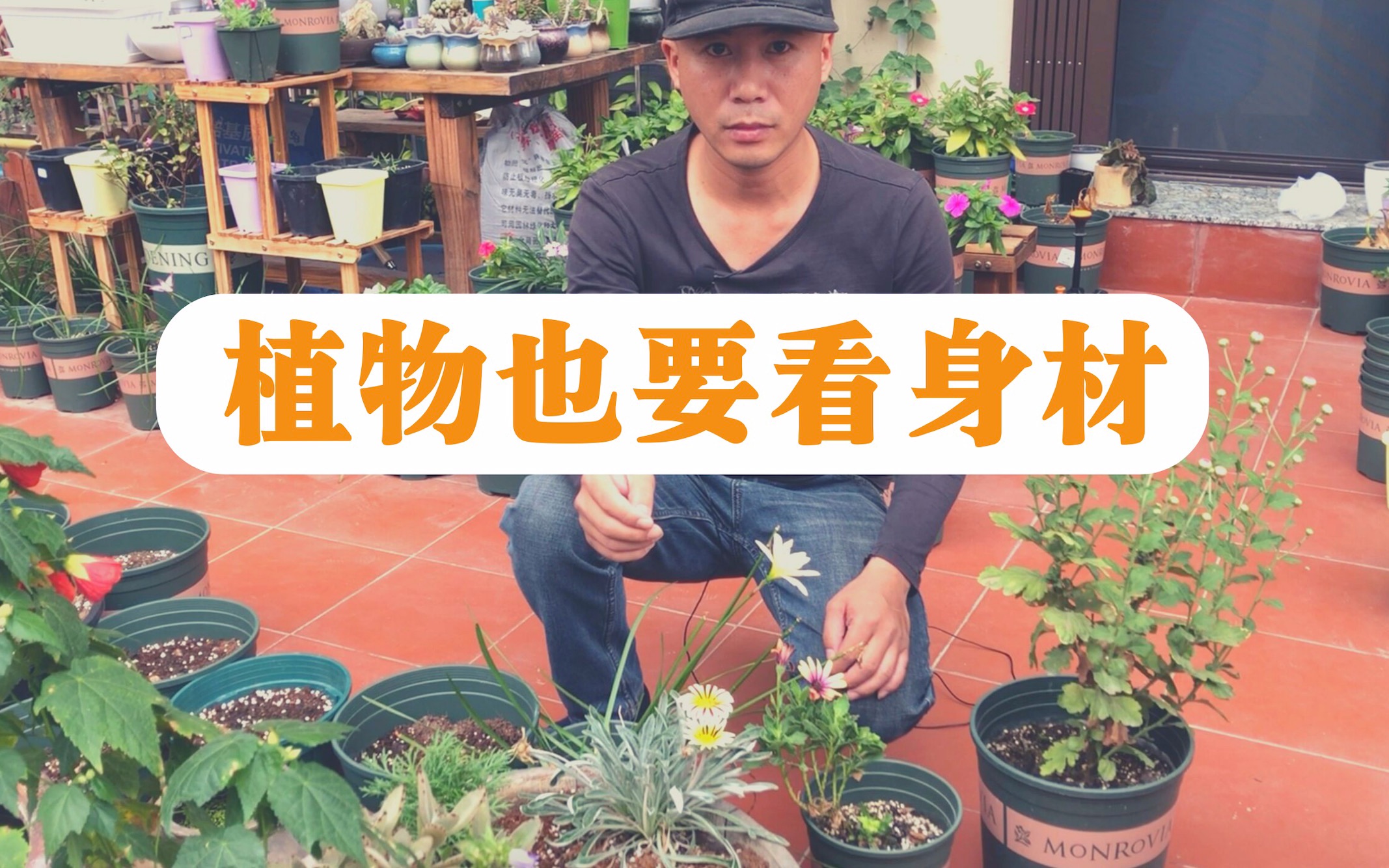 [图]让你家的植物有个好身材，植株好看枝叶茂盛，花期一到就是爆花