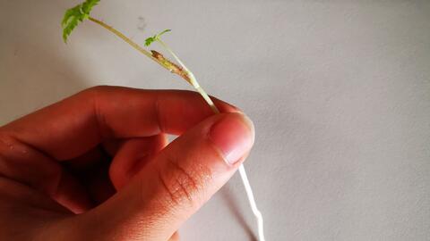 种植记录1 抢救树莓和蓬蘽的根蘖苗 哔哩哔哩 种植记录1 抢救树莓和蓬蘽的根蘖苗 哔哩哔哩